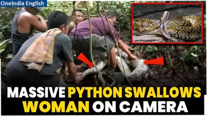 49-foot python captured in Indonesia