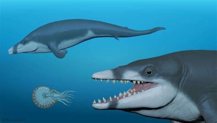 Ancient Whales Were Ferocious Predators with Teeth as Sharp as Today's Lions