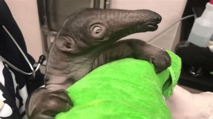 Baby anteater survives at zoo after being abandoned by mom in the cold