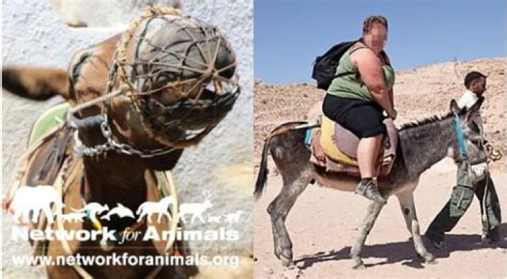 Bloody, crippled donkeys suffer in agony due to tourist rides