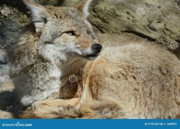 Coyote in Pocatello zoo exhibit killed, another injured