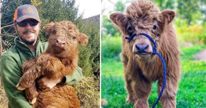 Did you know there are cows that look like real life teddy bears?