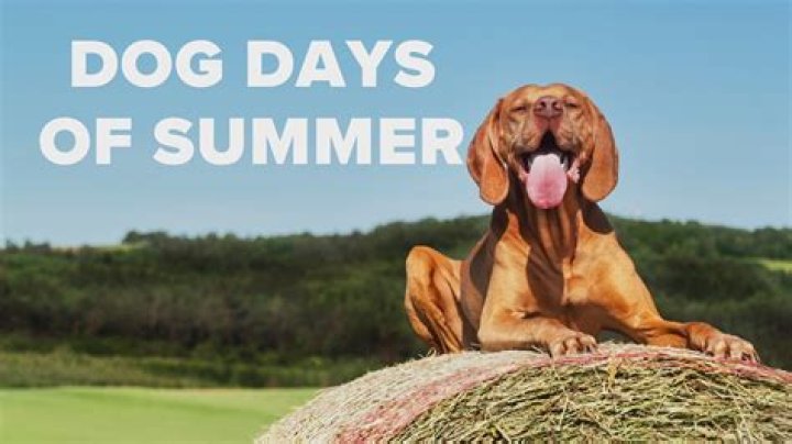 Dog Days of Summer