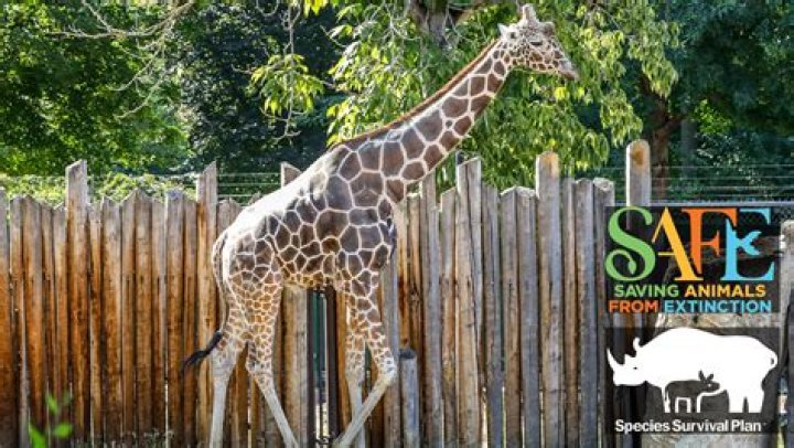 Euthanized Zoo Boise giraffe had torn shoulder muscle, couldn't stand