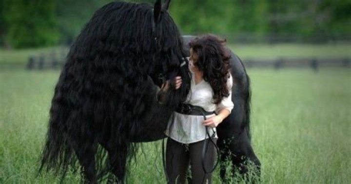 Frederik The Great Is Considered The World’s Most Beautiful Horse And It’s Not Hard To See Why.