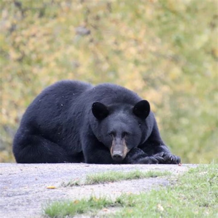Giant Bear With Enormous Belly Caught on Camera in Minnesota Wilderness
