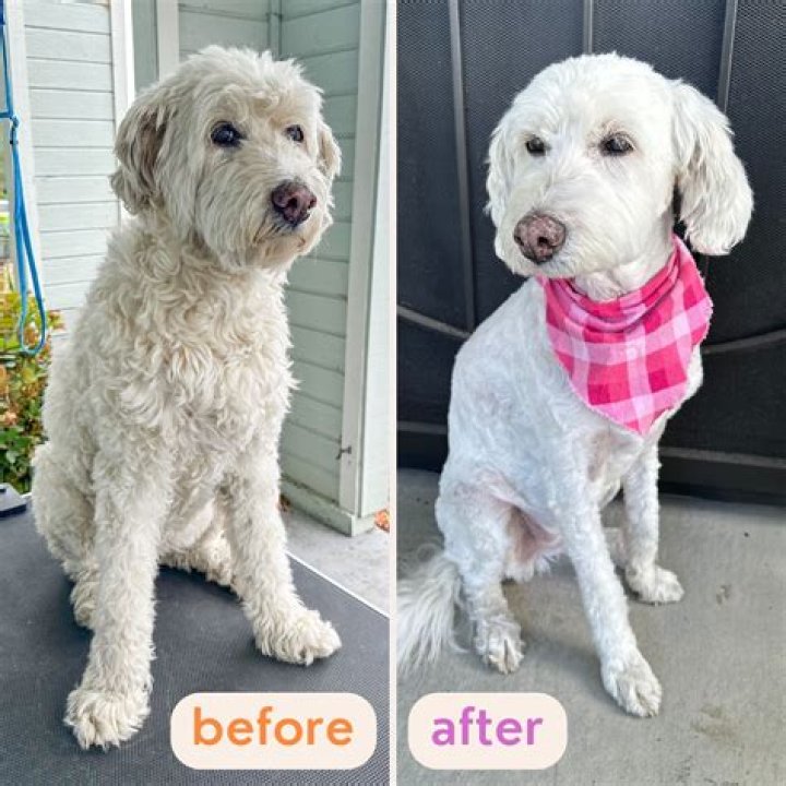 Goldendoodle's Way of Showing Owner That She Loves Cuddles Warms Hearts