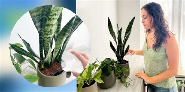 How Easyplant makes maintaining my indoor plants simple