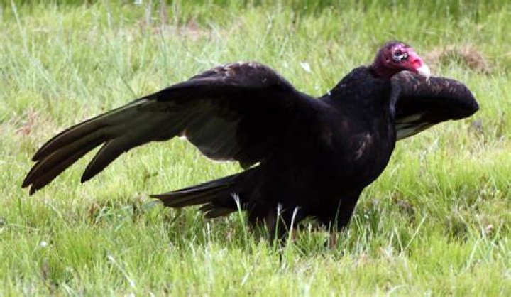 How Vultures Can Eat Rotting Flesh Without Getting Sick