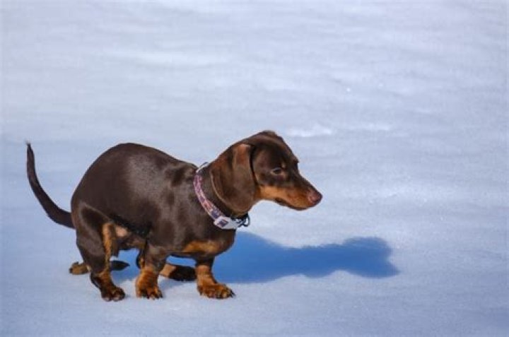 Internet Can't Cope With 'Unit' of Dachshund's Impressive Abs