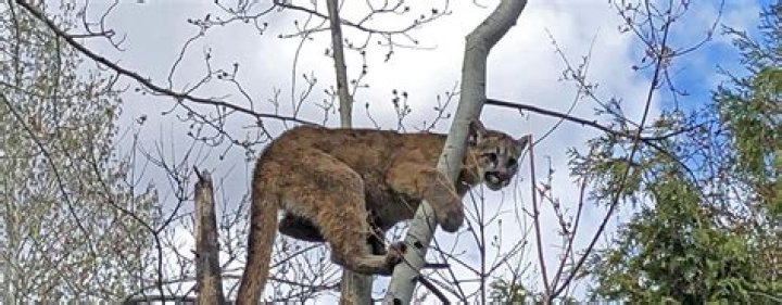 Juvenile mountain lion euthanized after killing domestic goat near Bellevue
