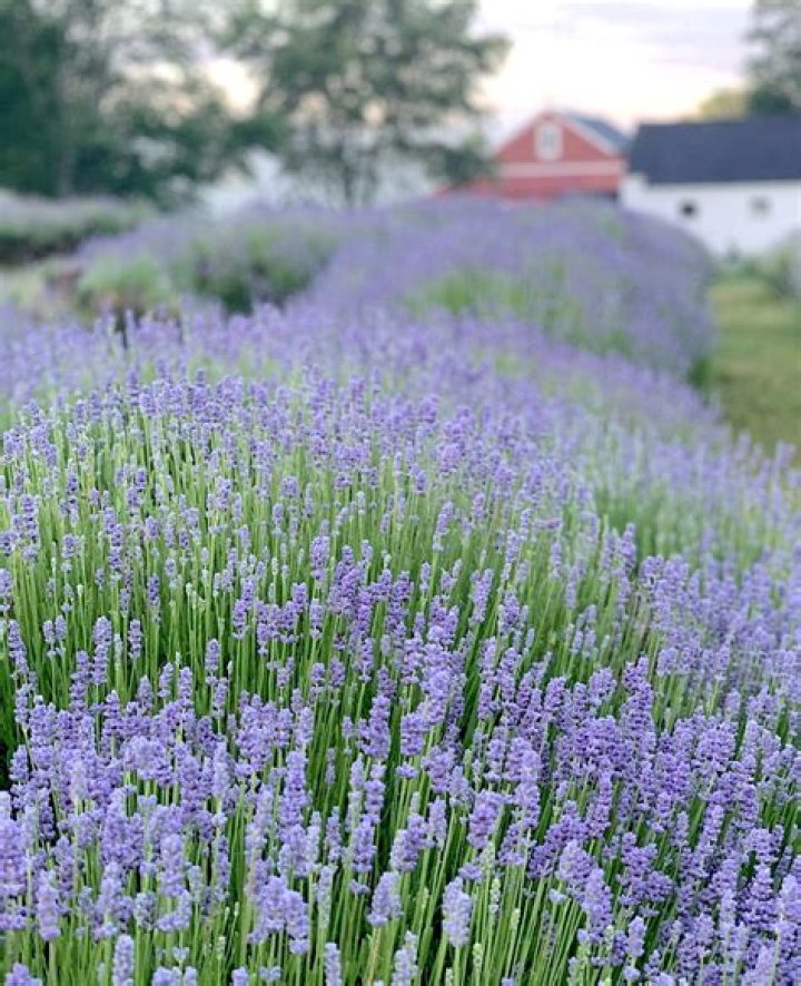 Lavender - Paste Magazine