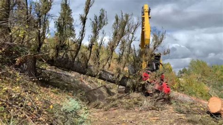 Logging starts on dying trees hit by moth outbreak in Idaho forests