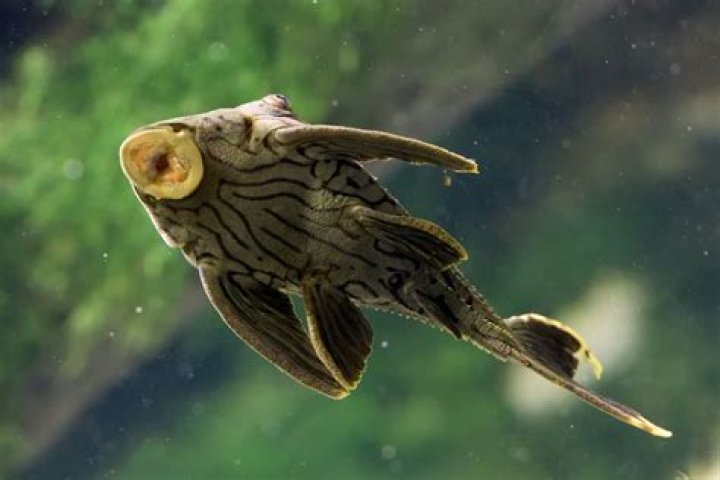 Man comes across dried up and stiff ‘zombie’ fish – when he pours water over it, the unbelievable happens