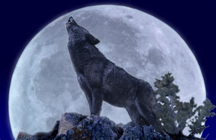 Meaning Behind the Wolf Moon—The First Full Moon of 2023