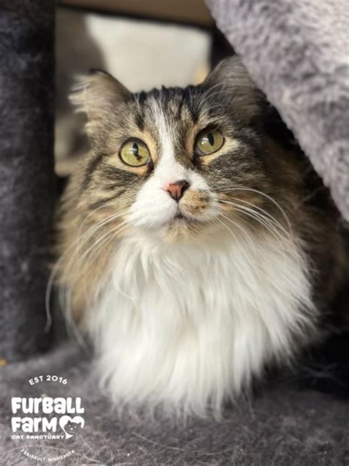 Meet Furball Farm Cat Sanctuary, A Place Where Every Unwanted Cat Gets Love