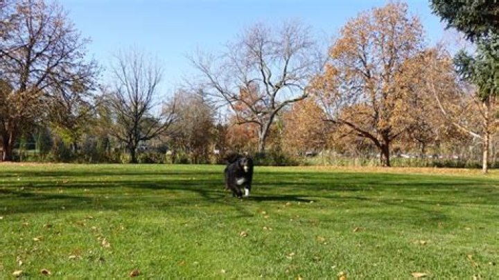 Seasonal dog off-leash program set to begin at three Boise parks