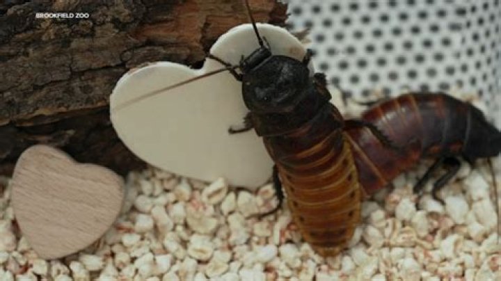 Show love's resilience: Name a Zoo Boise cockroach for $20 to support new habitats