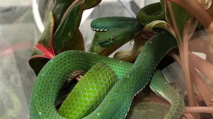 Snake Bust: Idaho Fish and Game find spitting cobras, pit vipers inside Boise home