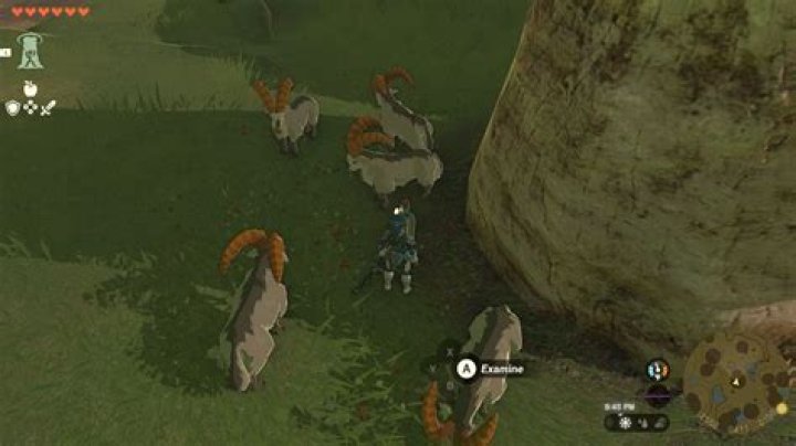 Tears of the Kingdom: White Goats Gone Missing Quest Guide (TOTK)