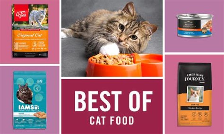 The best cat foods to consider in February 2024