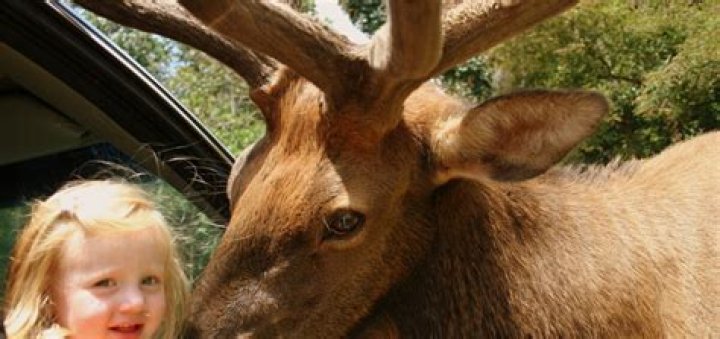 The Bucket List: 8 U.S. Safari Experiences