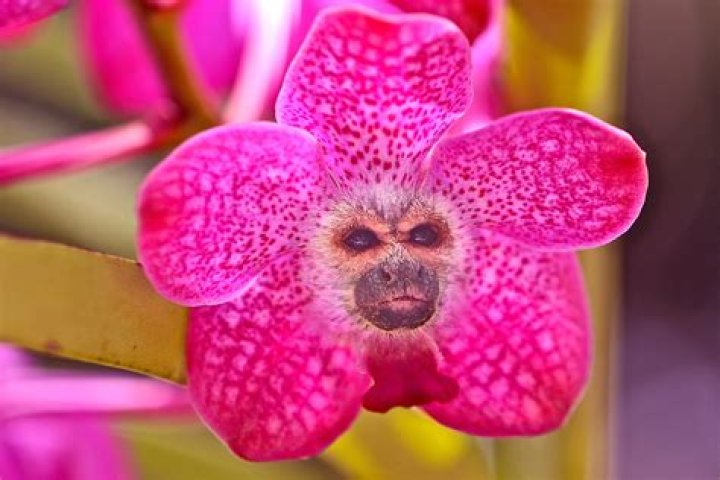 These rare and cute orchids look exactly like tiny monkey faces