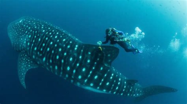 WATCH: Florida boat party visited by whale shark